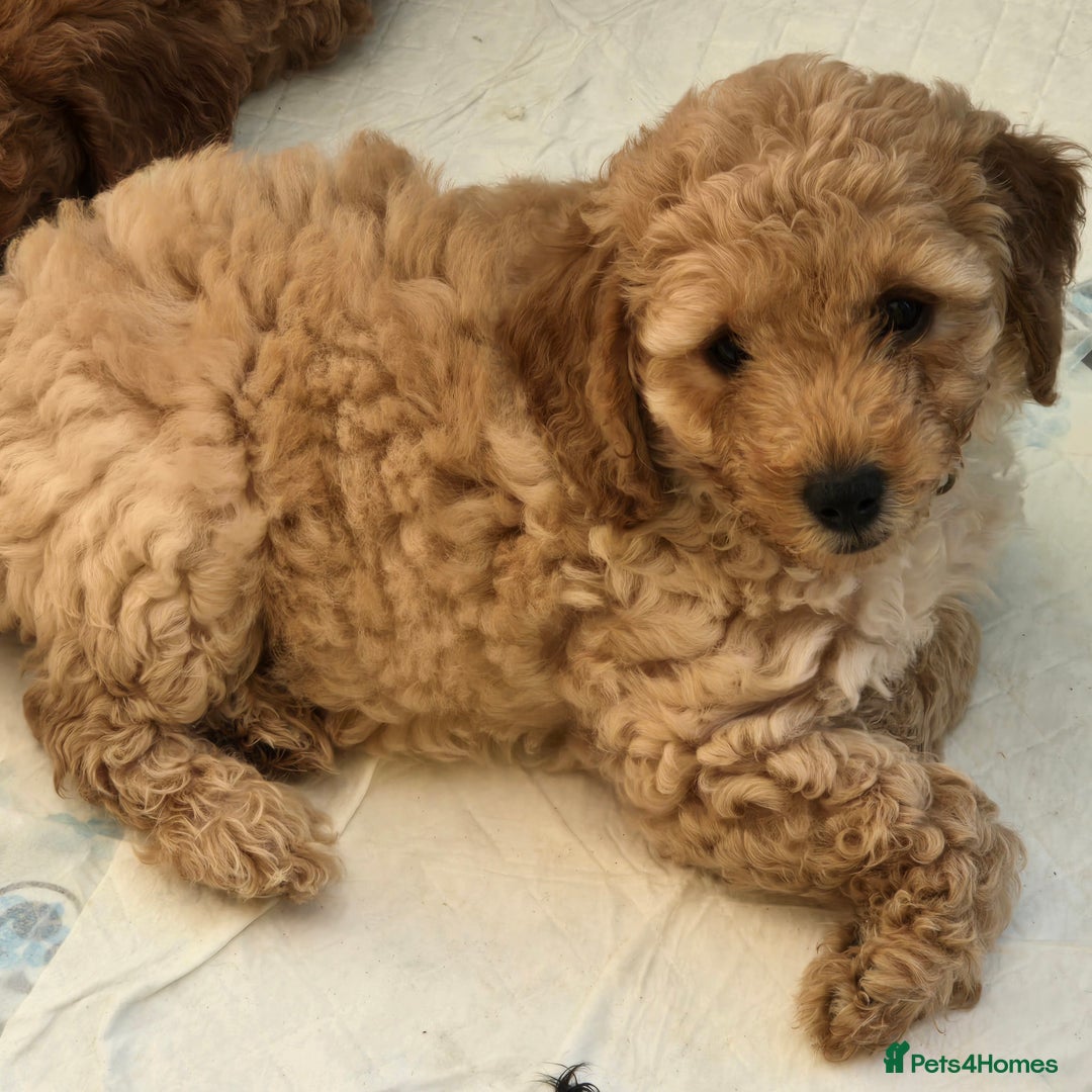 Cockapoo dogs for sale: F1B Cockapoo puppies - Image 13