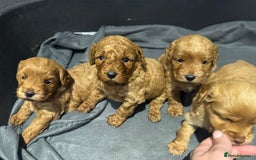 Cockapoo dogs for sale: Cockapoo puppies for sale - Image 3