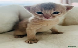 Abyssinian cats for sale: 🥇 5+ Gen Champ🏆 Fawn🤍Blue💙 girls🤎choco🧡ruddy - Image 10