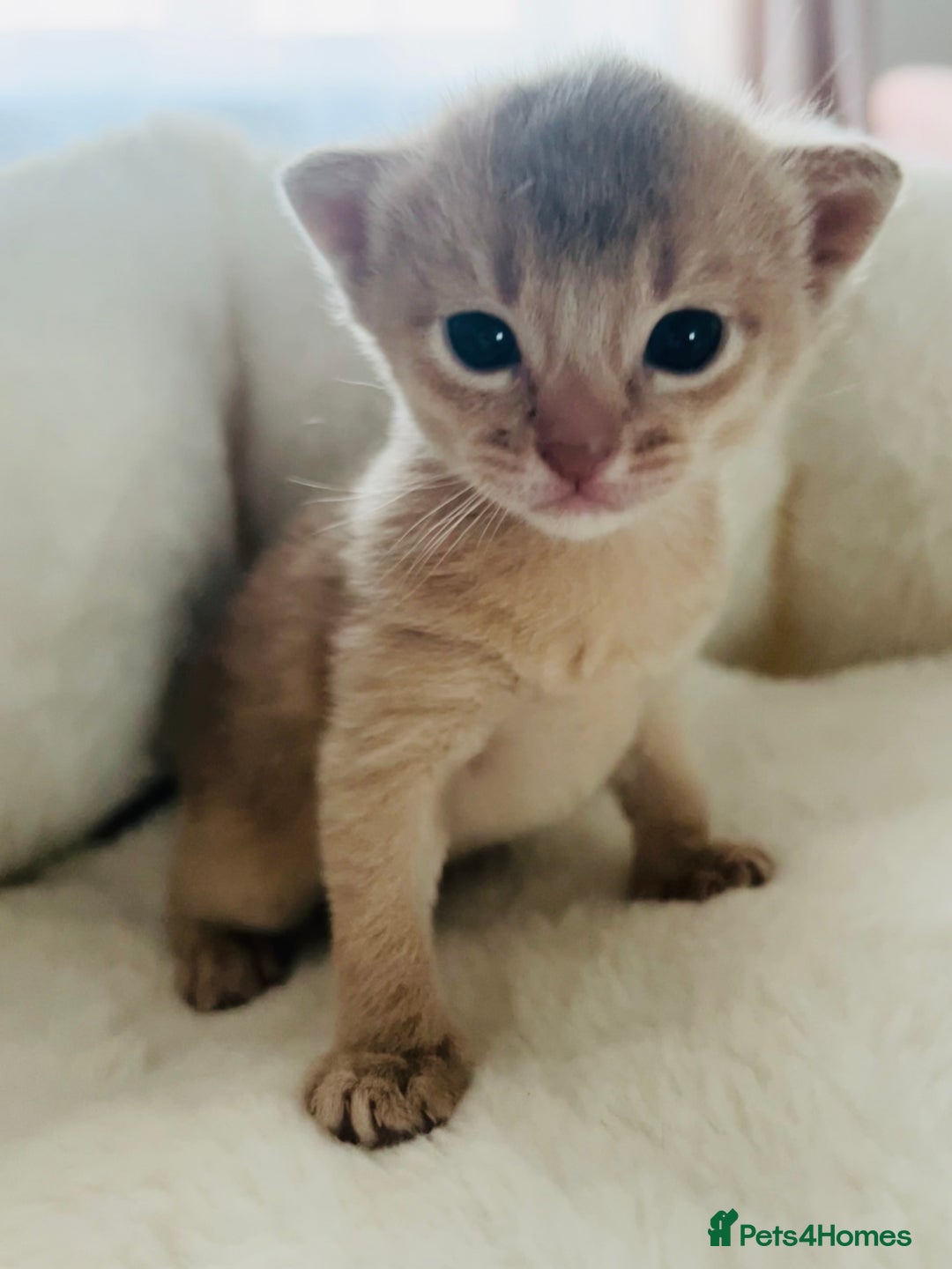 Abyssinian cats for sale: 🥇 5+ Gen Champ🏆 Fawn🤍Blue💙 girls🤎choco🧡ruddy - Image 10