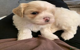 Malshi dogs for sale: Malshi puppies - Image 9