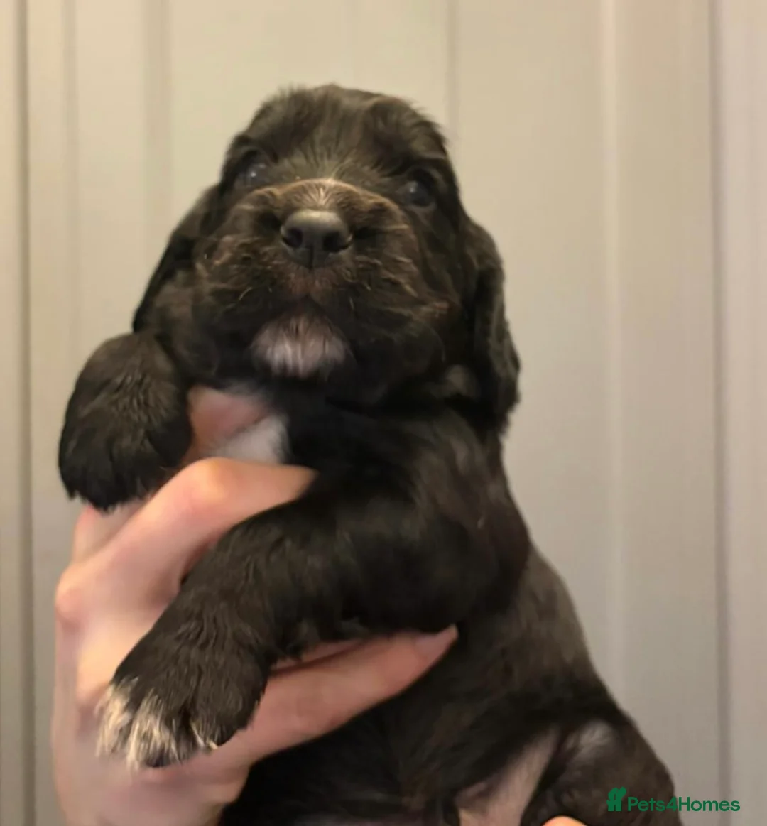 Cocker Spaniel dogs for sale: KC reg working cocker spaniels  - Advert 2