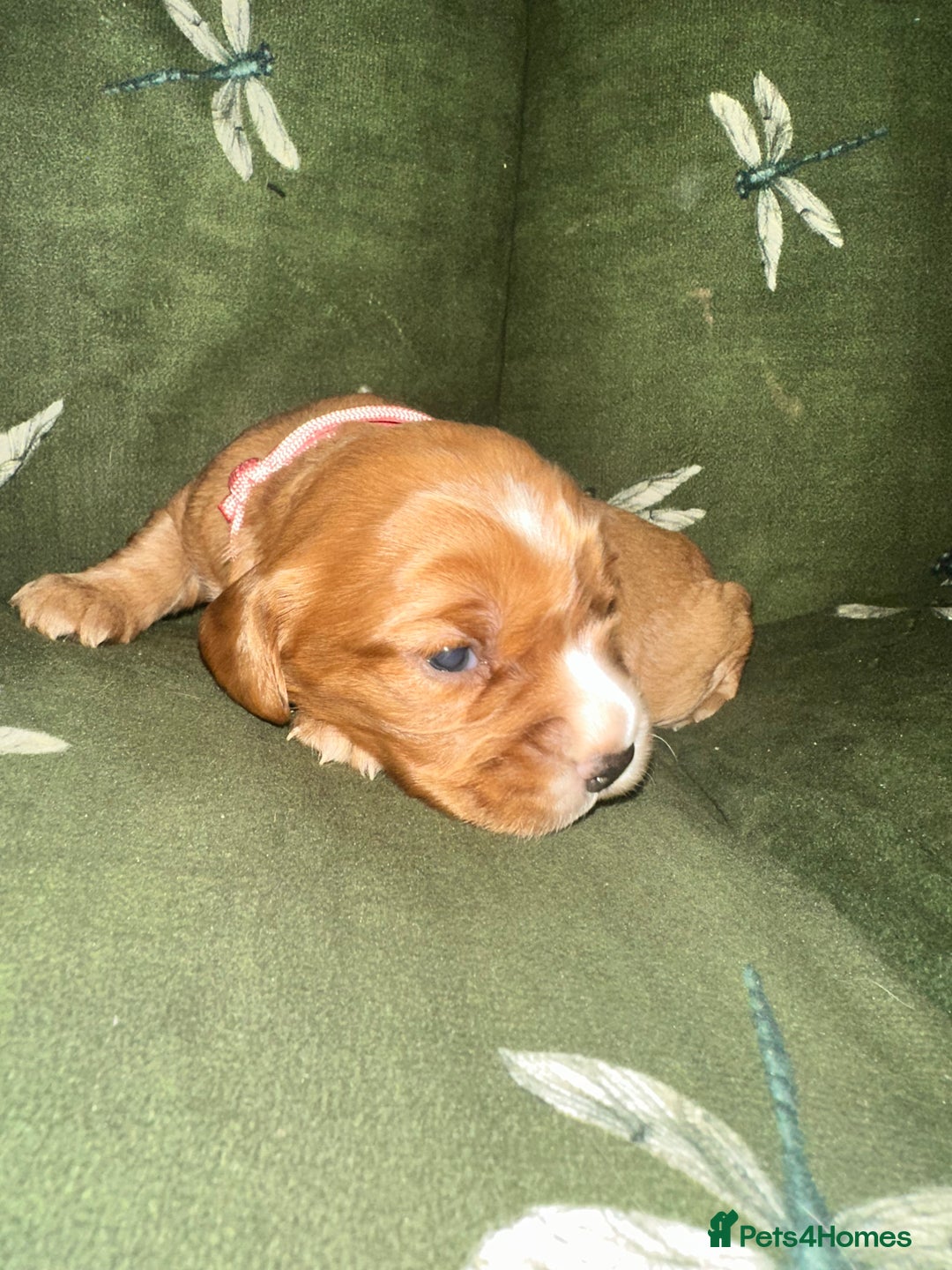 Cockalier dogs for sale: Cockalier puppies  - Advert 25