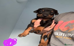 Dobermann dogs for sale:  European Doberman puppies. in Torquay - Image 10