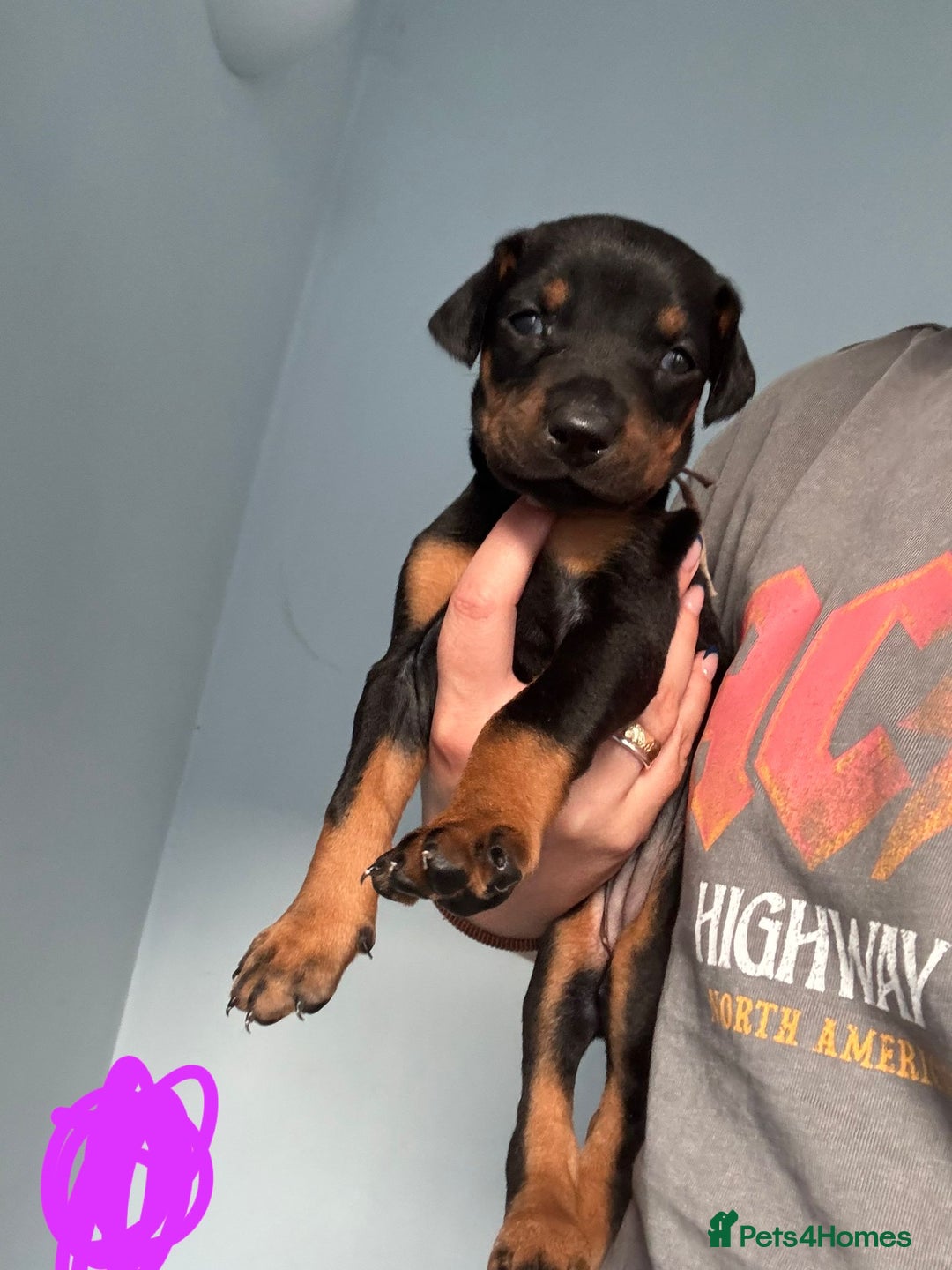 Dobermann dogs for sale:  European Doberman puppies. in Torquay - Image 10
