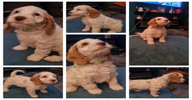 Cockapoo dogs - Advert 2