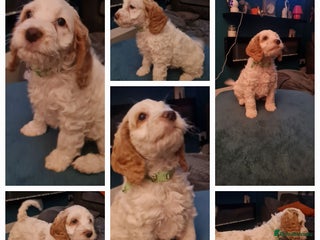 Cockapoo dogs - Advert 16