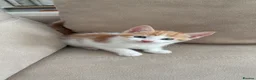 Mixed Breed cats for sale: 4 adorable kittens available  - Advert 6