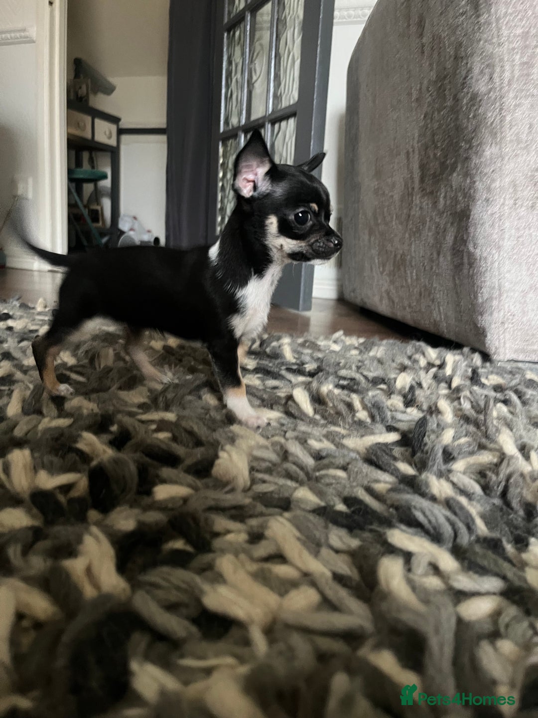 Chihuahua dogs for sale: Tiny ** chihuahua puppies  - Image 6