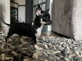 Chihuahua dogs - Advert 7