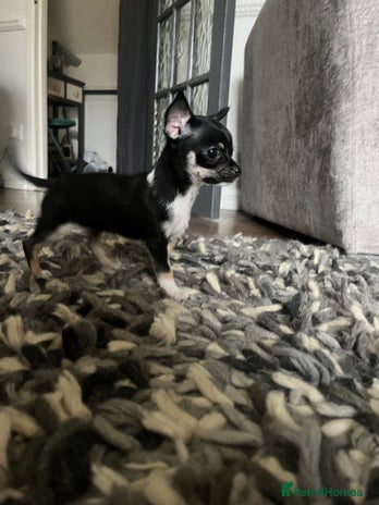 Chihuahua dogs - Advert 17