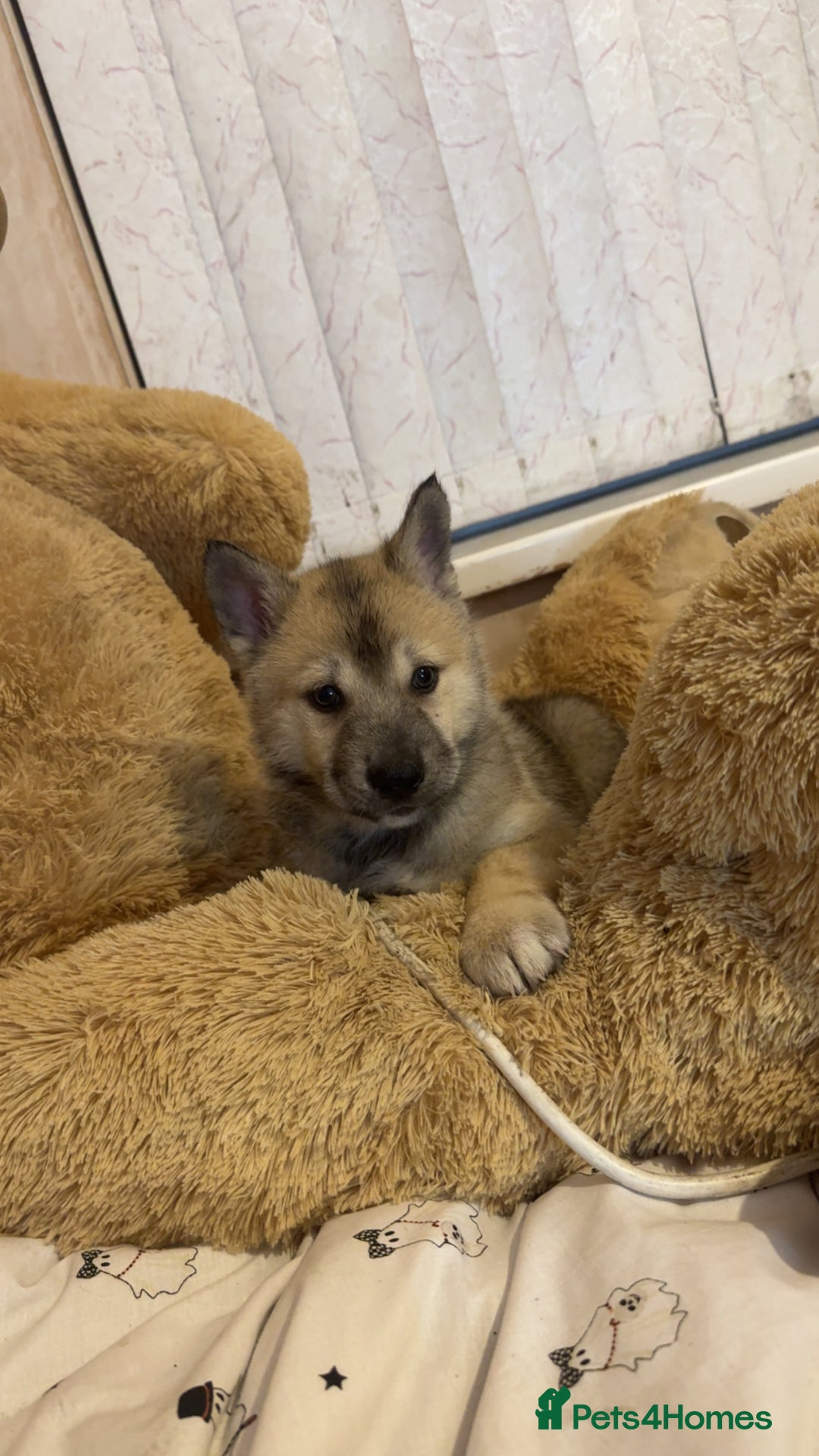 Siberian Husky dogs for sale: Siberian husky  - Advert 31