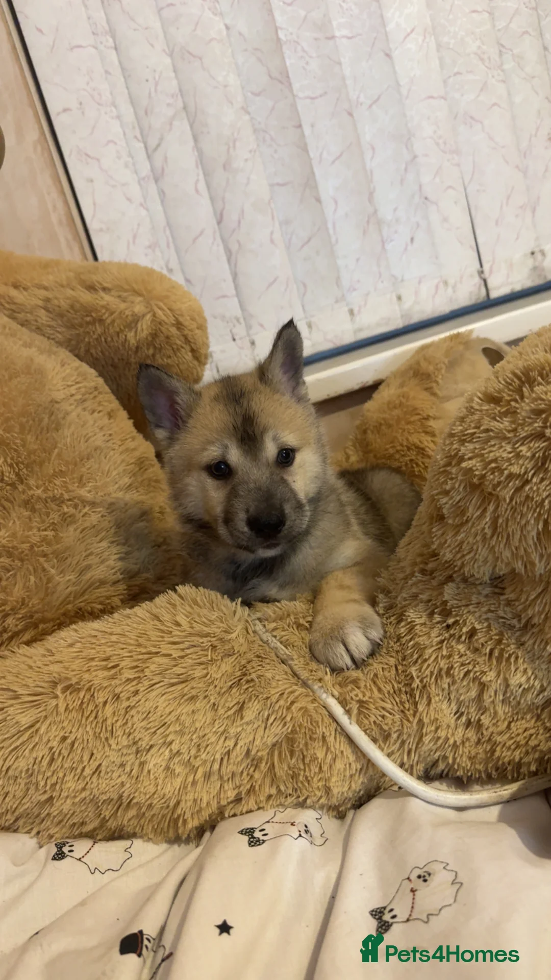 Siberian Husky dogs for sale: Siberian husky  - Advert 20