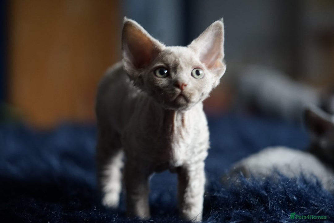 Devon Rex cats for sale: Ravel 💜male Devon Rex ( Reserved) - Advert 2