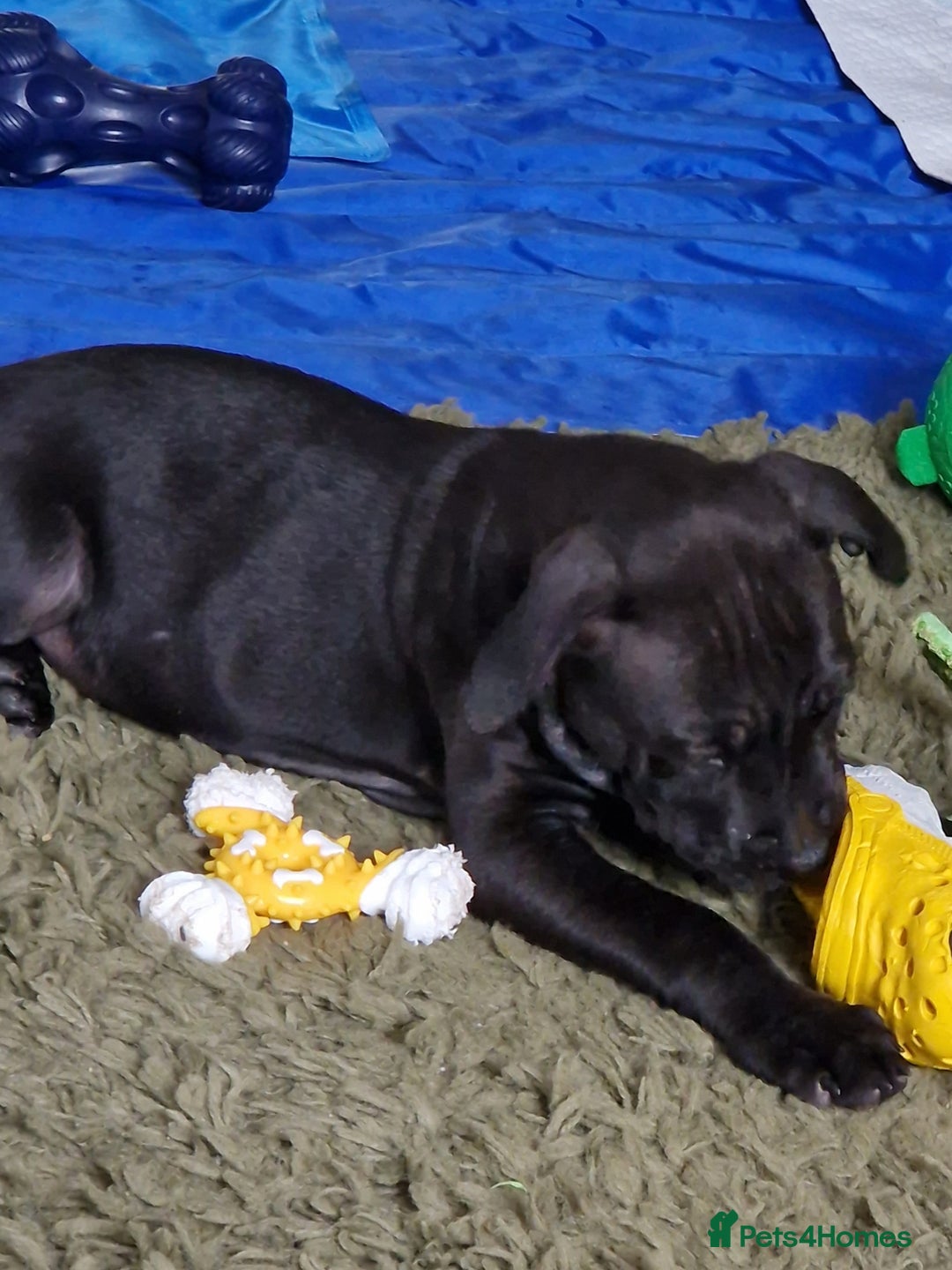 Staffordshire Bull Terrier dogs for sale: Beautiful Staffy Girl - Image 8