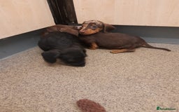 Miniature Dachshund dogs for sale: Miniture dashounds wire hair  - Image 14