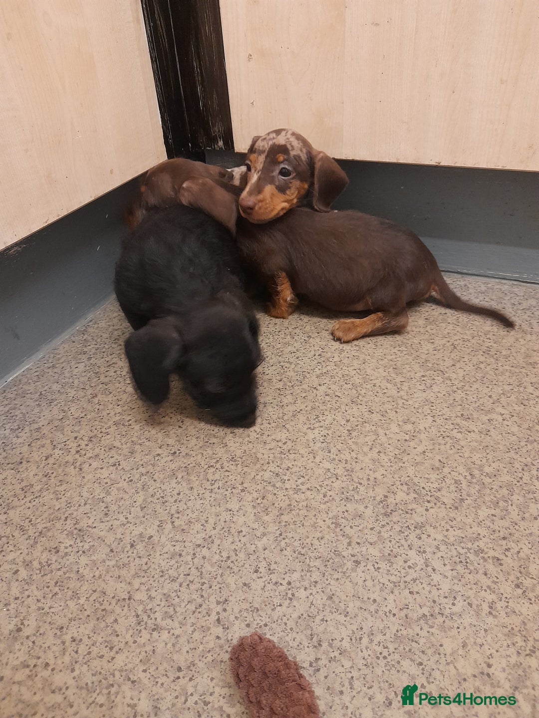 Miniature Dachshund dogs for sale: Miniture dashounds wire hair  - Image 14