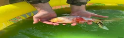 Pond Fish fish for sale: Various different pond fish  - Advert 5