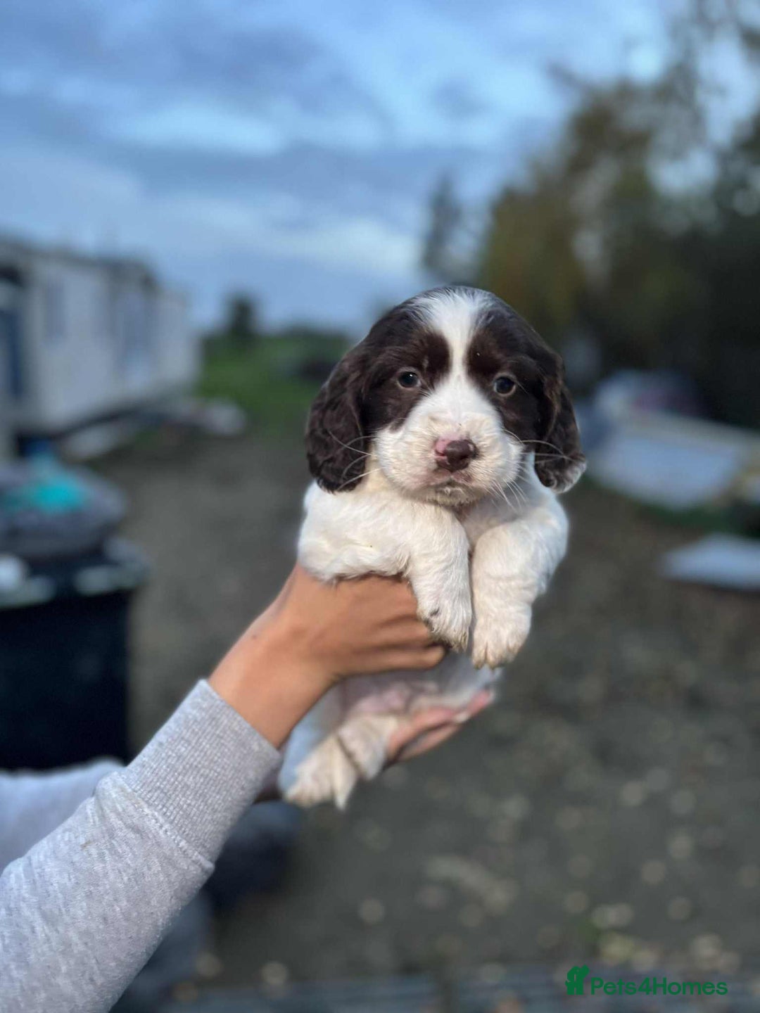Cocker Spaniel dogs for sale: working cocker spaniel puppies ready to go now - Advert 7