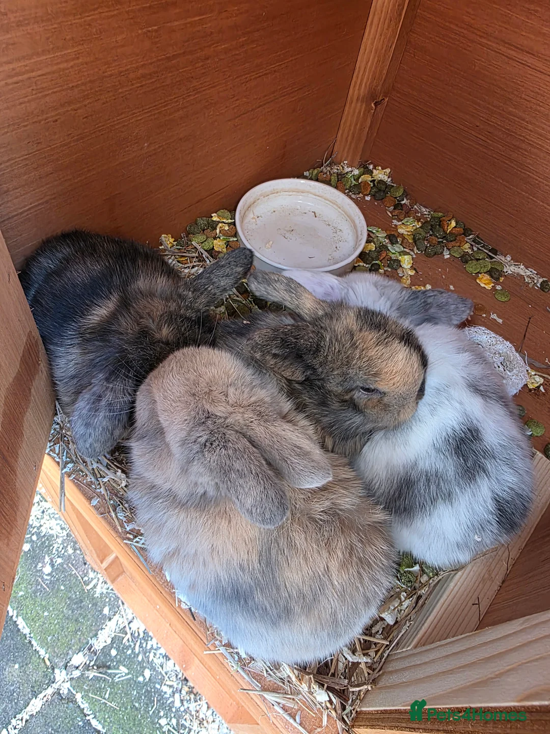 Mini Lop rabbits for sale: Mini loop - Advert 2