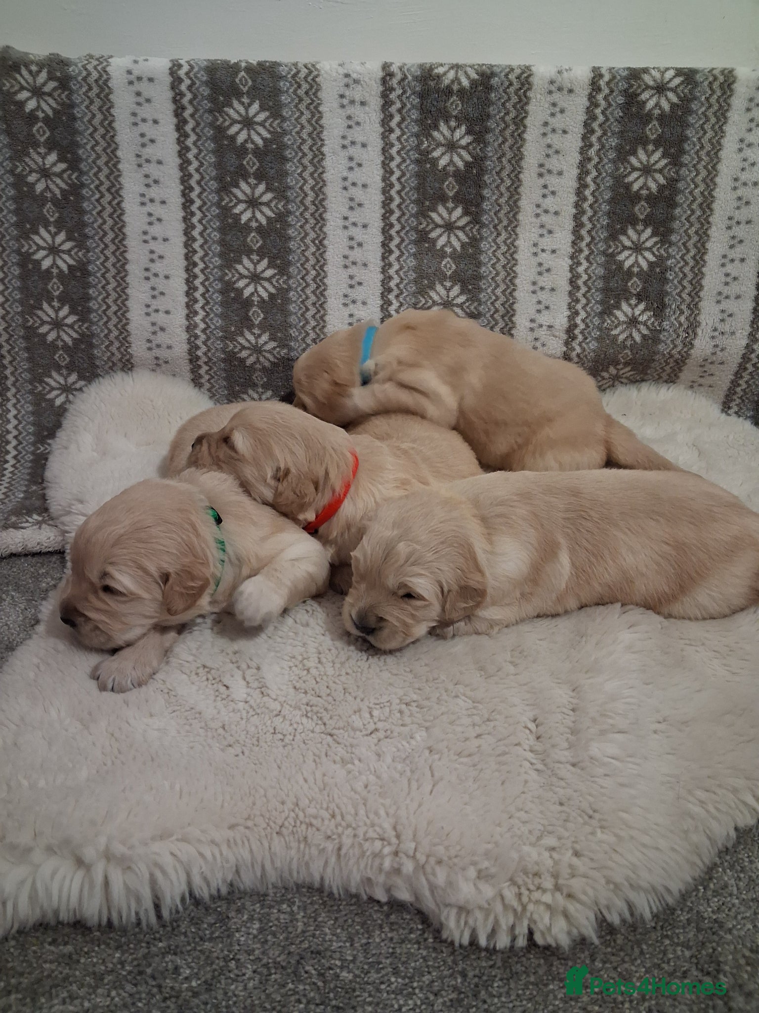 Golden Retriever dogs Beautiful KC registered puppies! - Advert 10