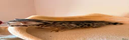 Bengal cats for sale: Tempest Bengala TICA registered kittens  - Advert 25