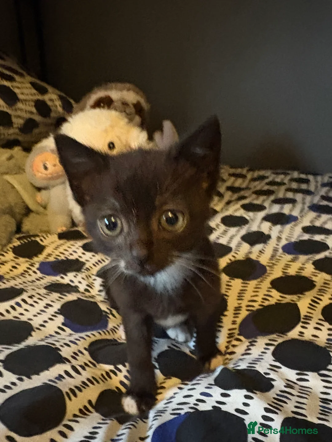 Mixed Breed cats for sale: Beautiful Kittens ready now  - Advert 8