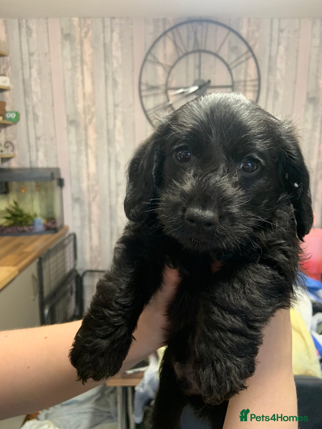 Doxiepoo dogs for sale: Gorgeous Doxipoo puppies  - Image 1
