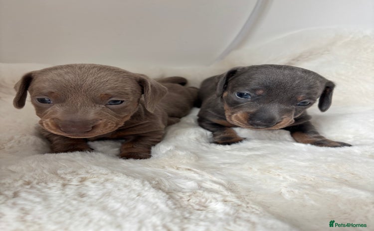Miniature Dachshund dogs - Advert 11