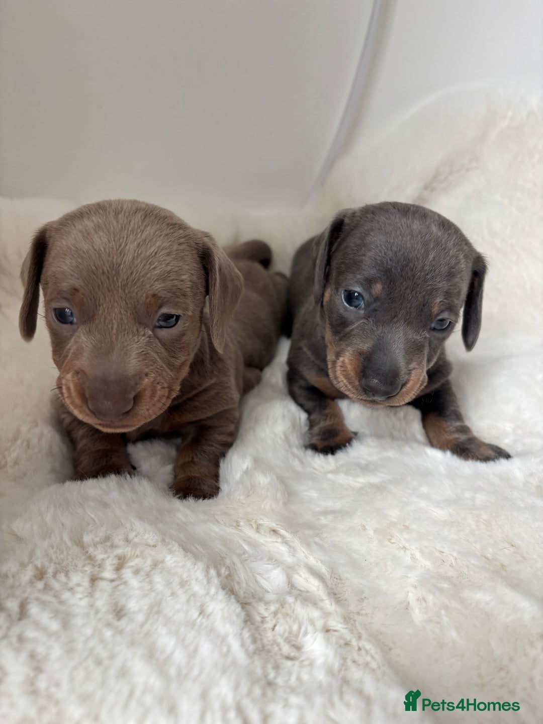 Miniature Dachshund dogs for sale: Miniature Dachshund Puppies  - Image 1