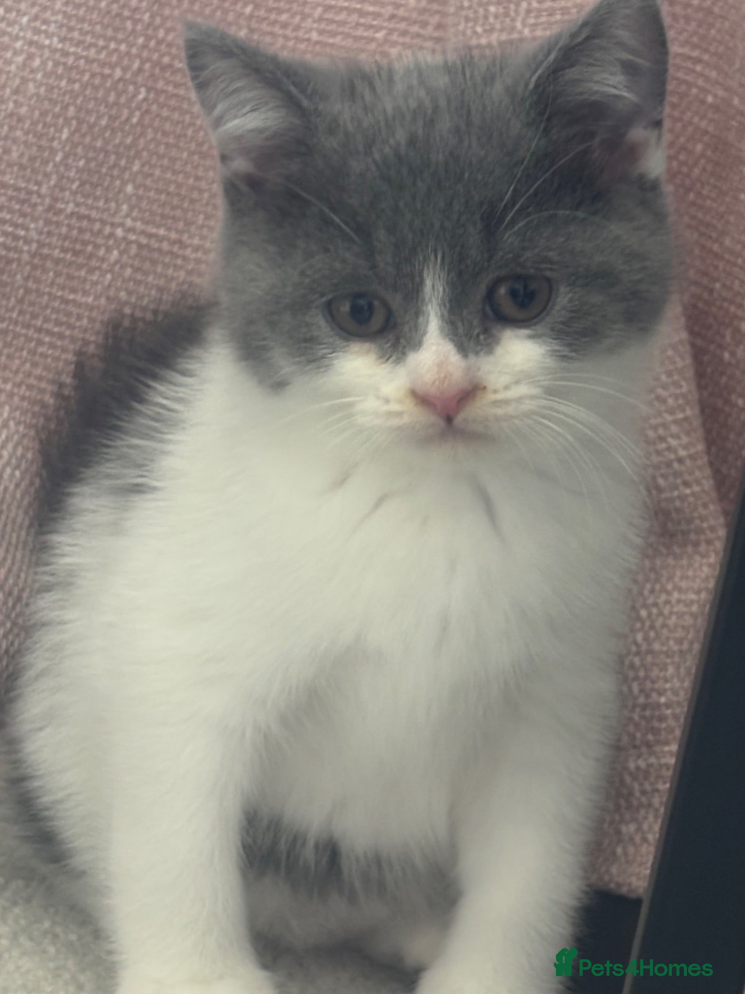 British Shorthair cats GCCF Pedigree British Shorthair Kittens  - Advert 6