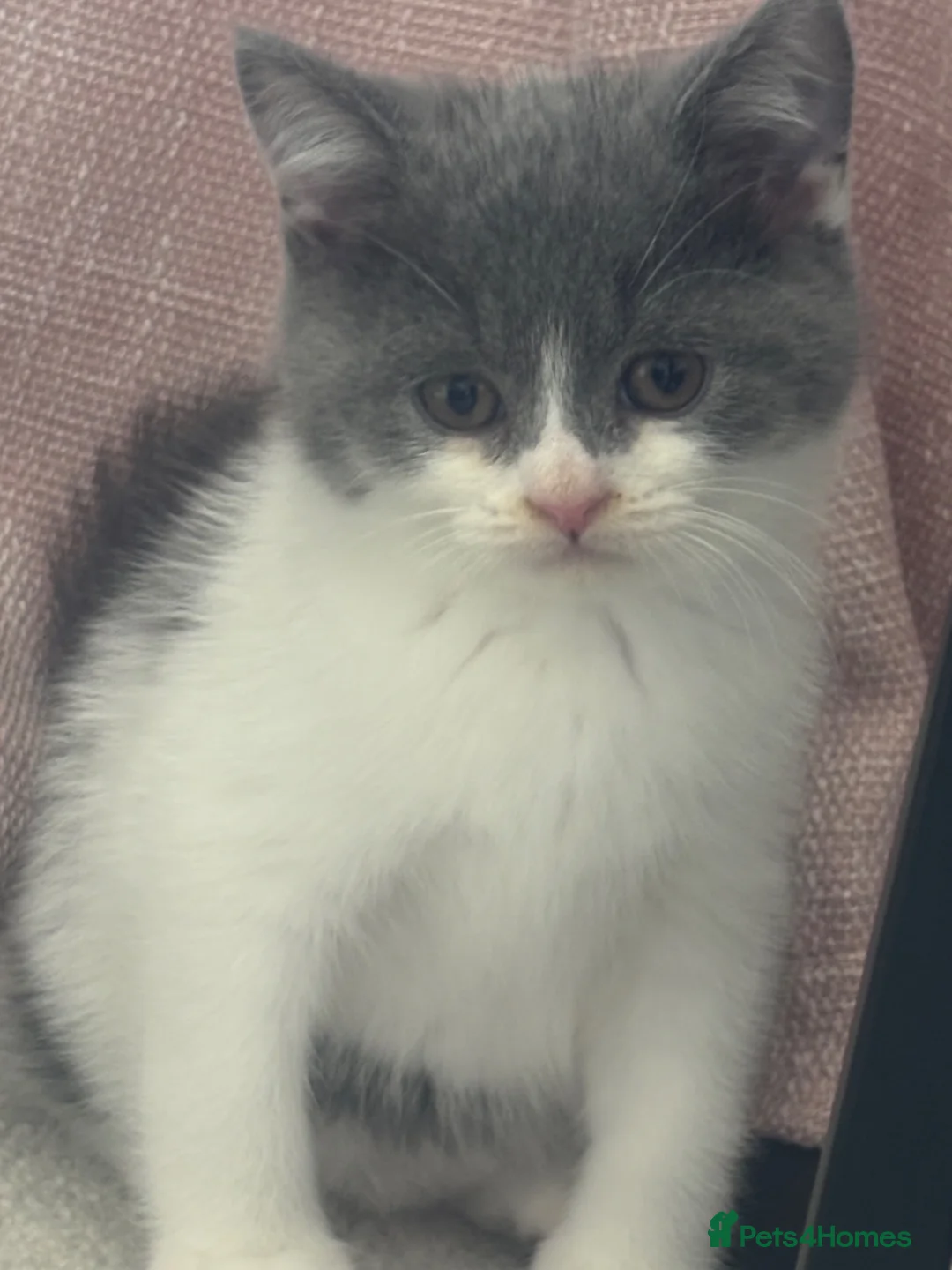 British Shorthair cats for sale: GCCF Pedigree British Shorthair Kittens  - Advert 1