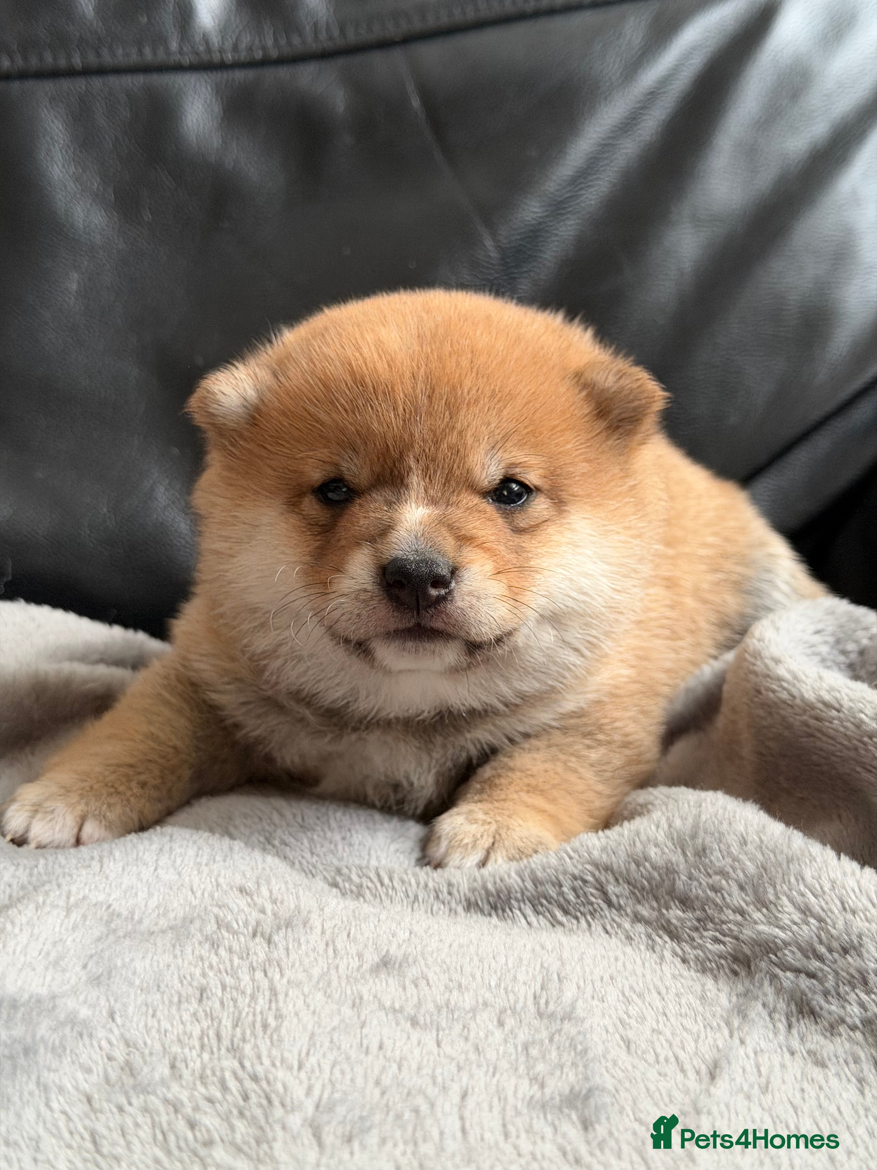 Japanese Shiba Inu dogs for sale: Japanese Mameshiba Inu Puppies Show Grade - Advert 8