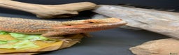 Dragon reptiles for sale: Mia the Beautiful bearded dragon  - Advert 7