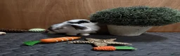 Mini Lop rabbits for sale: Minilop babies (2 girls & 2 boys)  - Advert 32