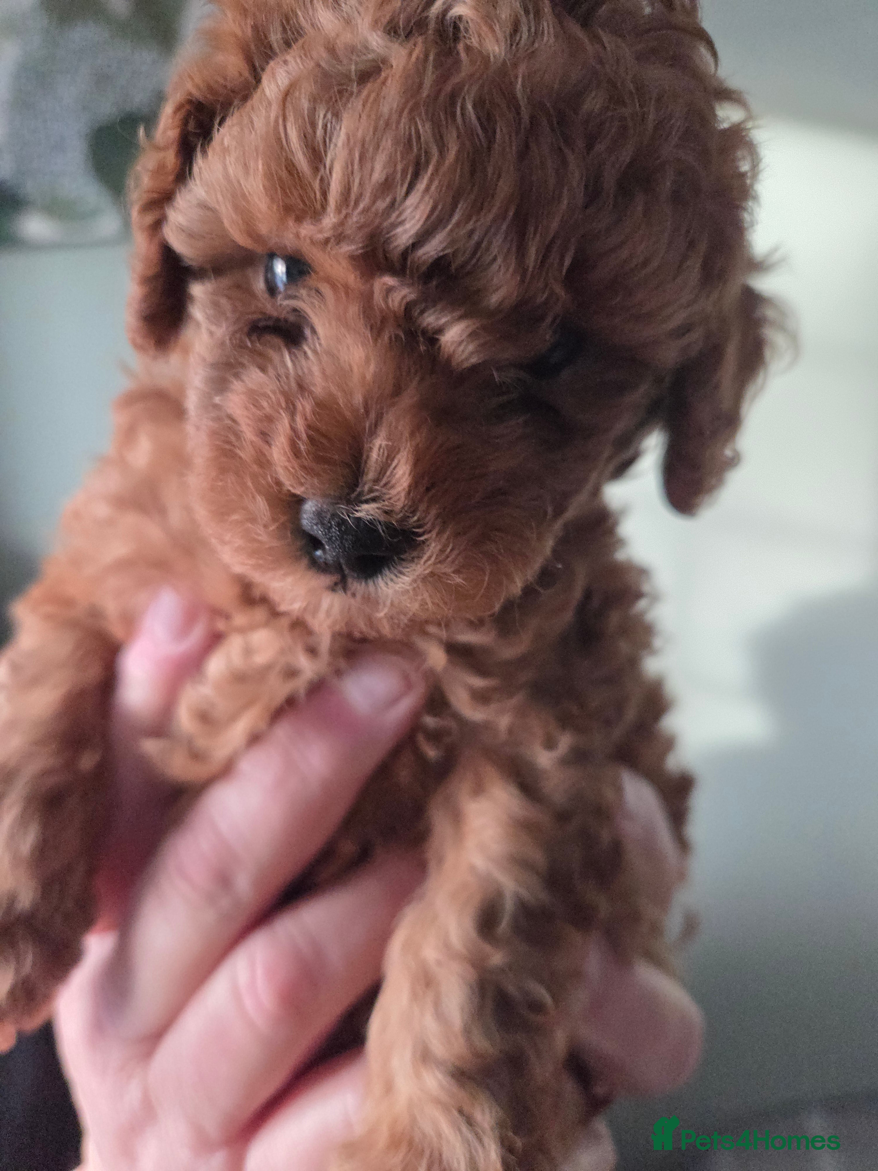 Poochon dogs Poochon pups for sale - Advert 13