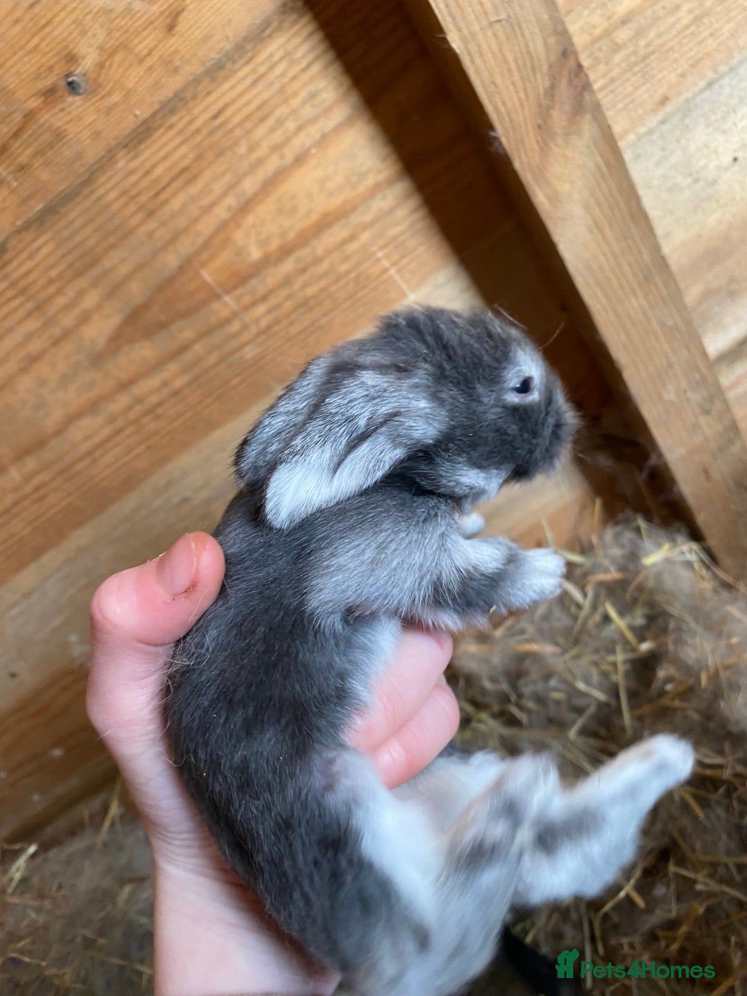 Lionhead rabbits for sale: Baby lion head  - Advert 3