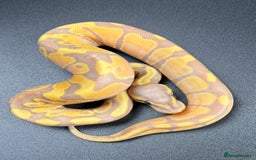 Python Snake reptiles for sale: Banana Enchi, Pastel 50% Het Clown/Hypo - Image 8