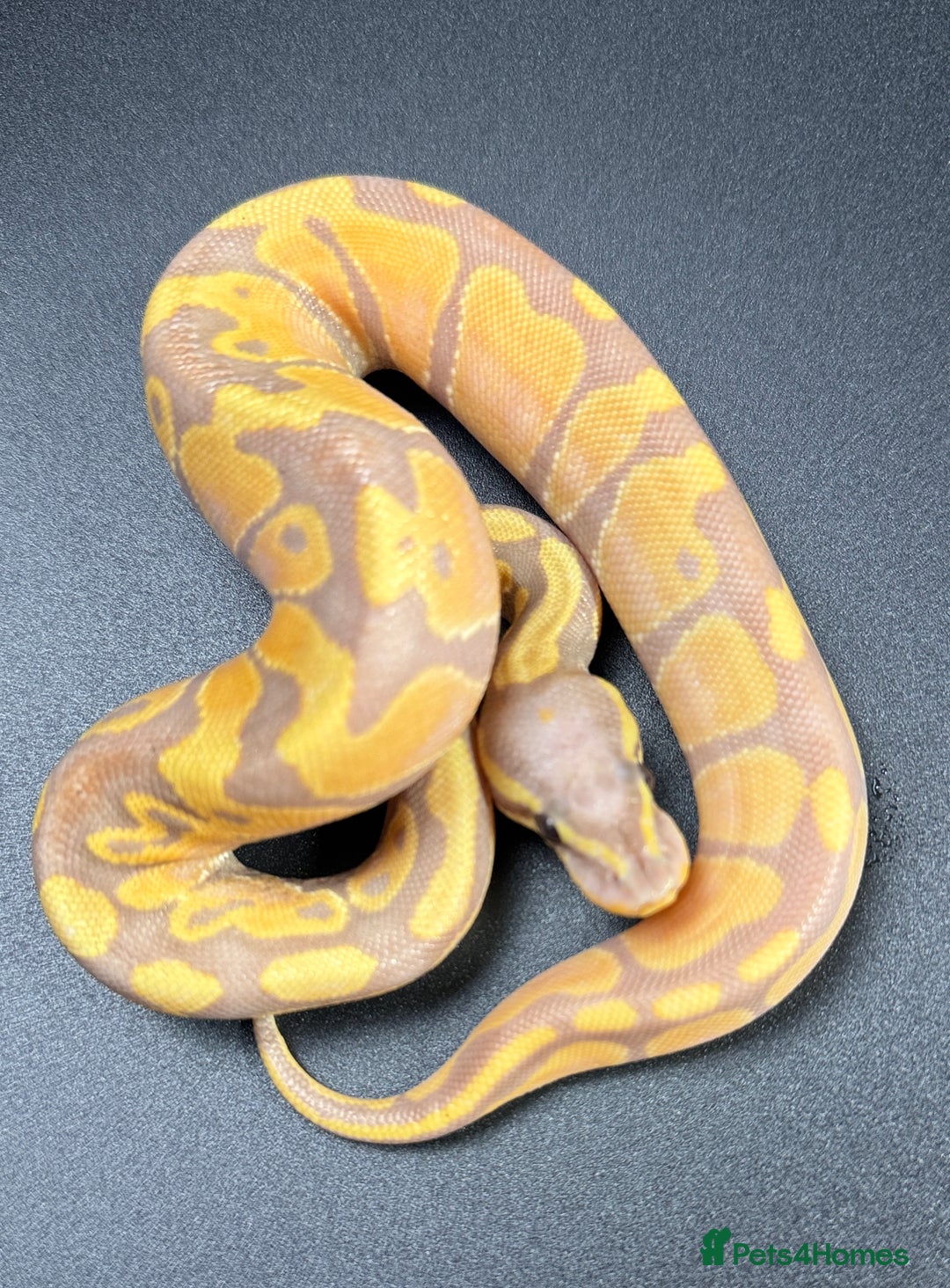 Python Snake reptiles for sale: Banana Enchi, Pastel 50% Het Clown/Hypo - Image 8