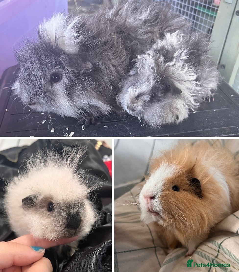 Guinea Pig rodents Guinea pig boars - Advert 1