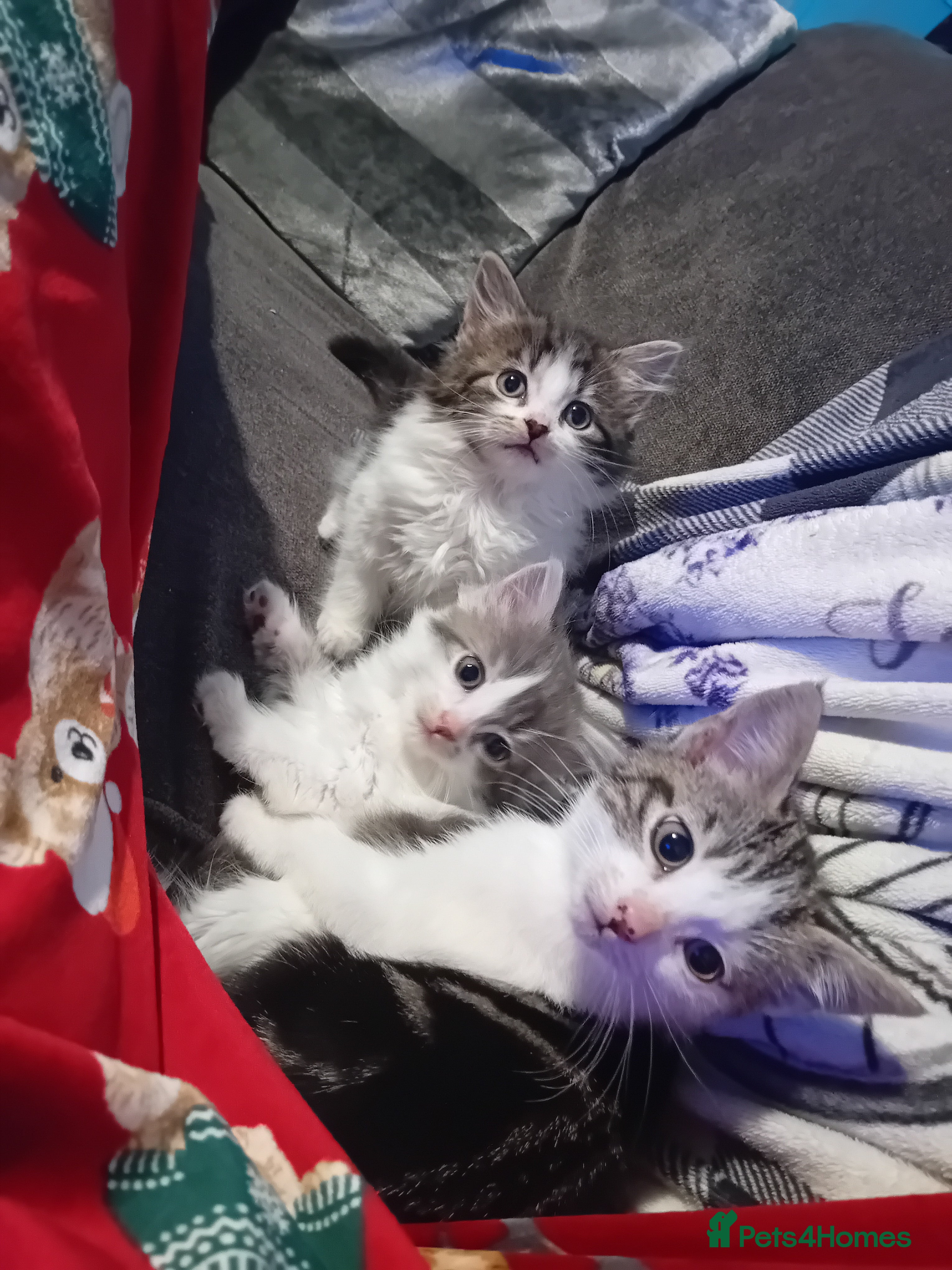 Mixed Breed cats Mixed breed kittens for sale £40 - Advert 5