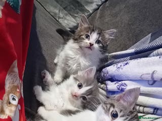 Mixed Breed cats Mixed breed kittens for sale £40 - Advert 5