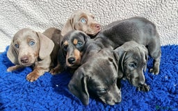 Dachshund dogs for sale: STANDARD DACHSHUND PRA CLR KC REG MANY CHAMPS - Image 5