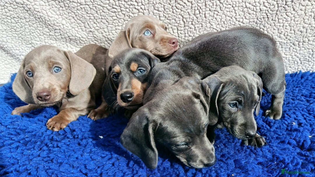Dachshund dogs for sale: STANDARD DACHSHUND PRA CLR KC REG MANY CHAMPS - Image 5