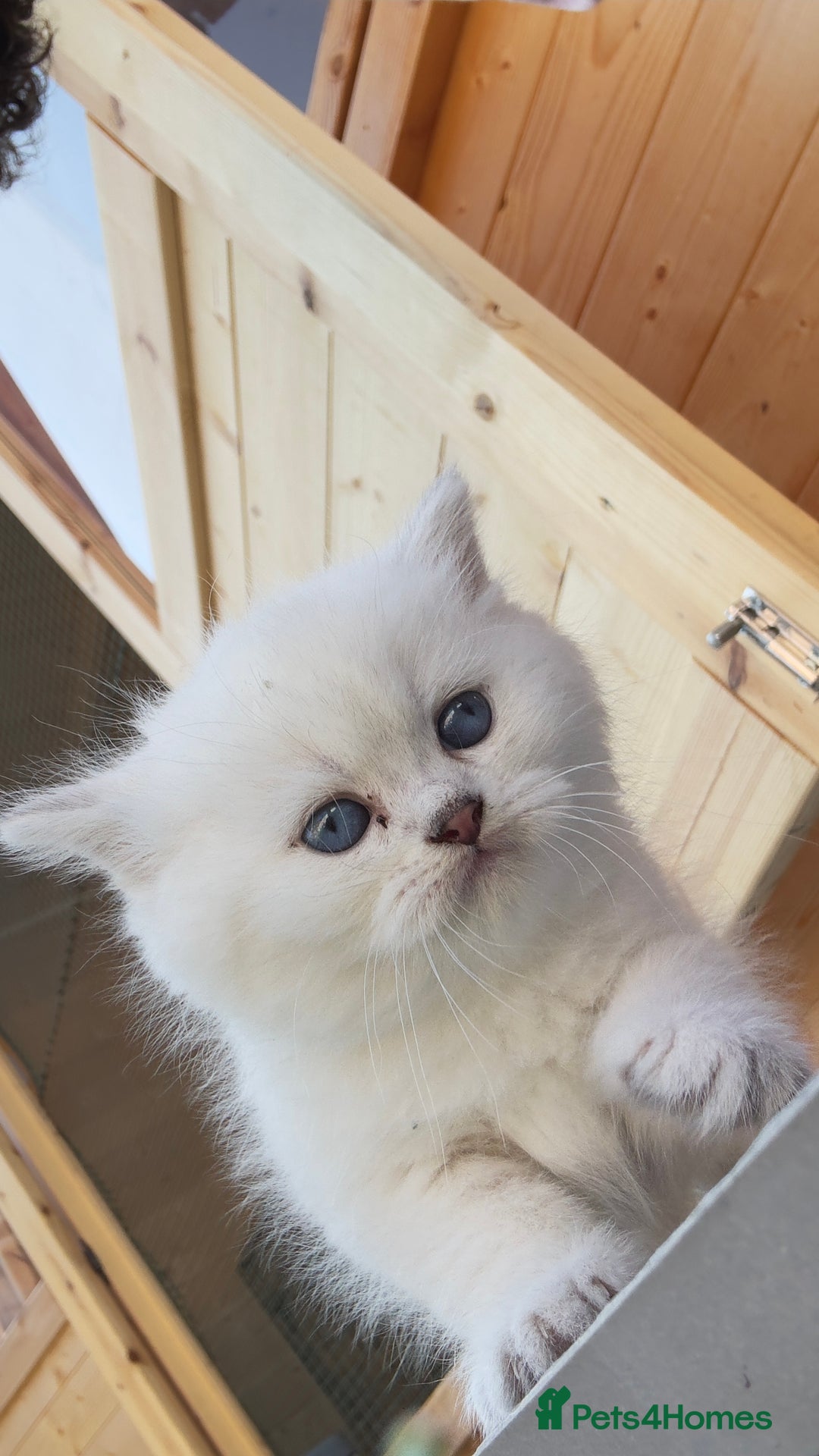 British Longhair cats for sale: 6 Adorable British ShortHair X LongHair kittens .  - Image 34