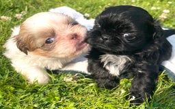 Shih Tzu dogs for sale: 5 Imperial Shih Tzu Puppies - Image 3
