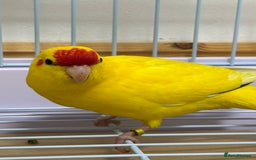 Parrots birds for sale: Beautiful Adorable Kakariki Talking Parrots - Image 12