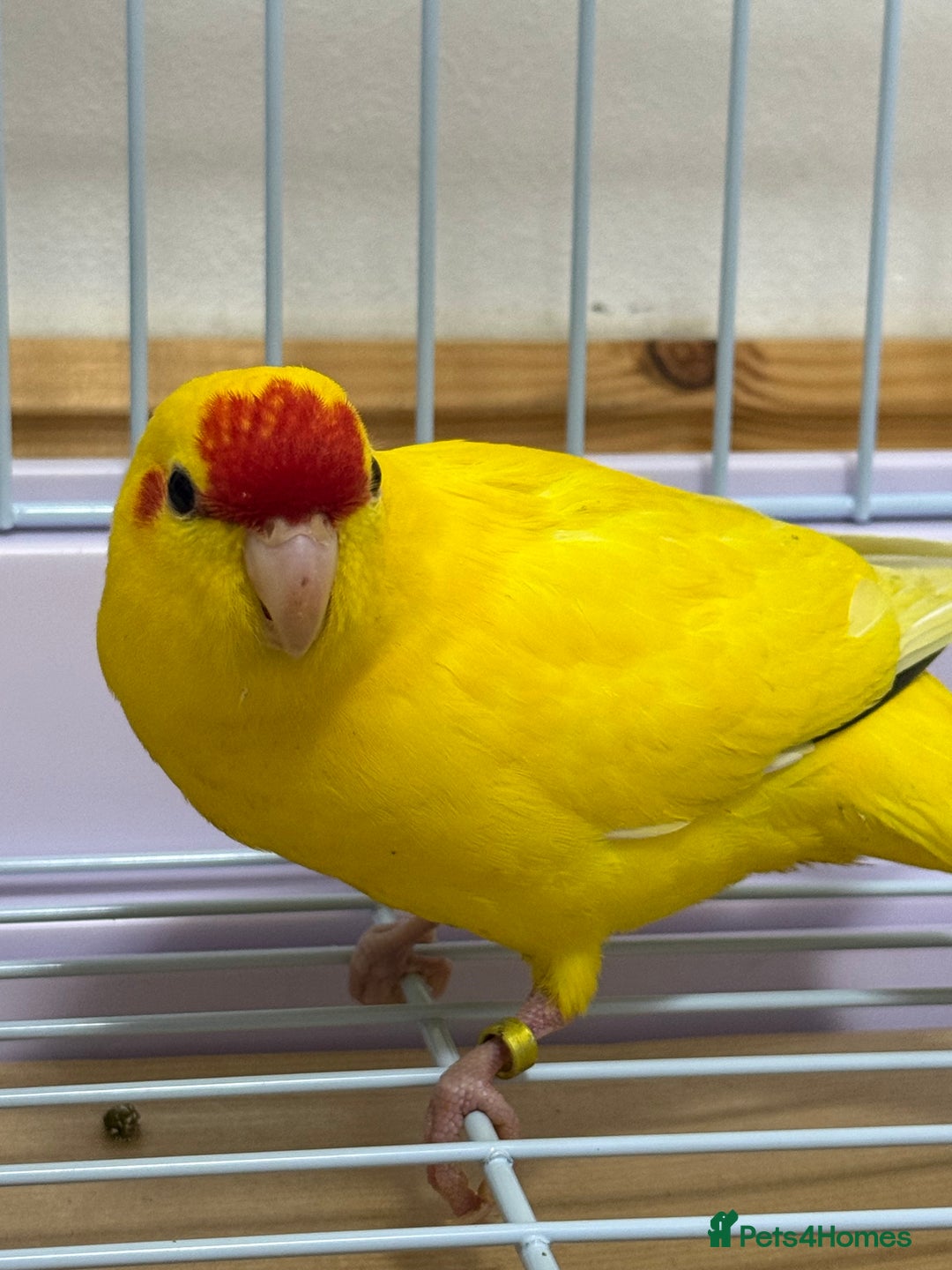 Parrots birds for sale: Beautiful Adorable Kakariki Talking Parrots - Image 12