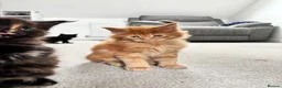 Maine Coon cats for sale: 7 adorable Pure Bred Mainecoon - Advert 29