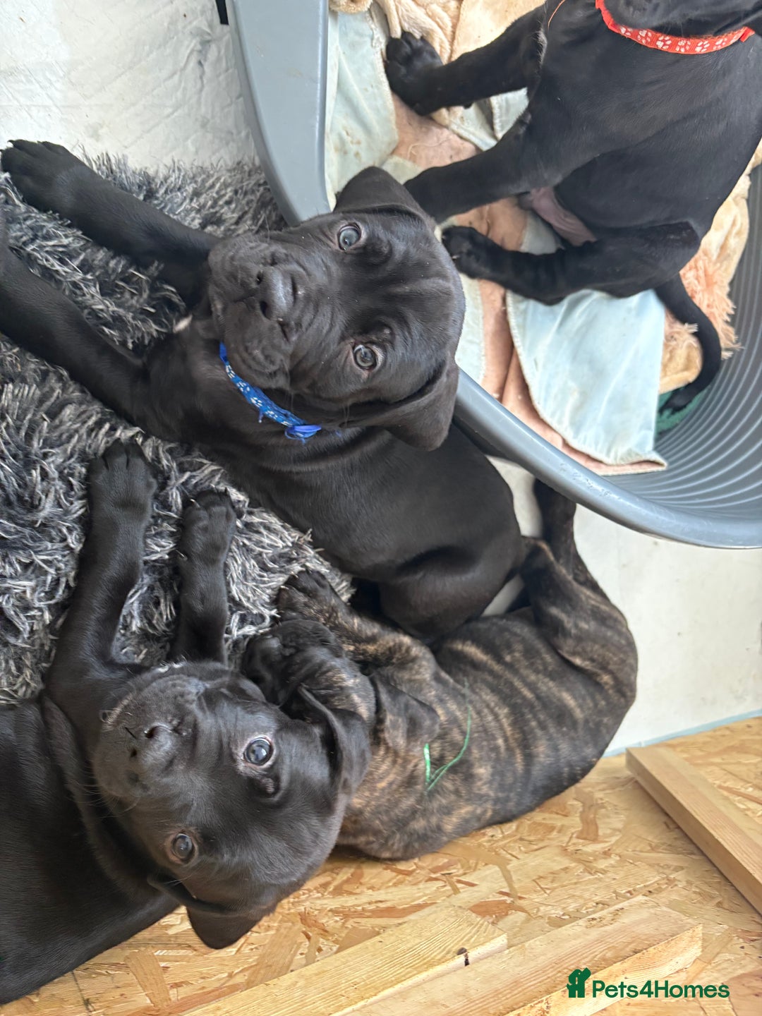 Mixed Breed dogs for sale: Cane Corso x boerboel  - Image 11